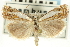  ( - CNCLEP00088647)  @14 [ ] CreativeCommons - Attribution Non-Commercial Share-Alike (2011) Jean-Francois Landry, CNC and Zhaofu Yang, BIO Canadian National Collections