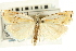  ( - CNCLEP00088649)  @11 [ ] CreativeCommons - Attribution Non-Commercial Share-Alike (2011) Jean-Francois Landry, CNC and Zhaofu Yang, BIO Canadian National Collections