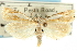 (Crambus youngellus - CNCLEP00088650)  @14 [ ] CreativeCommons - Attribution Non-Commercial Share-Alike (2011) Jean-Francois Landry, CNC and Zhaofu Yang, BIO Canadian National Collections