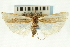  ( - CNCLEP00088664)  @11 [ ] CreativeCommons - Attribution Non-Commercial Share-Alike (2011) Jean-Francois Landry, CNC and Zhaofu Yang, BIO Canadian National Collections