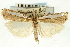  ( - CNCLEP00088666)  @11 [ ] CreativeCommons - Attribution Non-Commercial Share-Alike (2011) Jean-Francois Landry, CNC and Zhaofu Yang, BIO Canadian National Collections