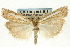  (Crambus bigelovi CS - CNCLEP00088668)  @13 [ ] CreativeCommons - Attribution Non-Commercial Share-Alike (2011) Jean-Francois Landry, CNC and Zhaofu Yang, BIO Canadian National Collections