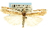  (Crambus cypridalis - CNCLEP00088678)  @15 [ ] CreativeCommons - Attribution Non-Commercial Share-Alike (2011) Jean-Francois Landry, CNC and Zhaofu Yang, BIO Canadian National Collections