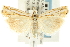  (Crambus saltuellus - CNCLEP00088694)  @16 [ ] CreativeCommons - Attribution Non-Commercial Share-Alike (2011) Jean-Francois Landry, CNC and Zhaofu Yang, BIO Canadian National Collections