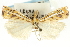  (Crambus multilinellus - CNCLEP00088695)  @14 [ ] CreativeCommons - Attribution Non-Commercial Share-Alike (2011) Jean-Francois Landry, CNC and Zhaofu Yang, BIO Canadian National Collections