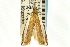  ( - CNCLEP00088709)  @14 [ ] CreativeCommons - Attribution Non-Commercial Share-Alike (2011) Jean-Francois Landry, CNC and Zhaofu Yang, BIO Canadian National Collections