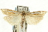  ( - CNCLEP00088711)  @14 [ ] CreativeCommons - Attribution Non-Commercial Share-Alike (2011) Jean-Francois Landry, CNC and Zhaofu Yang, BIO Canadian National Collections