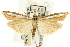  (Crambus satrapellus - CNCLEP00088713)  @15 [ ] CreativeCommons - Attribution Non-Commercial Share-Alike (2011) Jean-Francois Landry, CNC and Zhaofu Yang, BIO Canadian National Collections