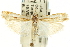 ( - CNCLEP00088715)  @14 [ ] CreativeCommons - Attribution Non-Commercial Share-Alike (2011) Jean-Francois Landry, CNC and Zhaofu Yang, BIO Canadian National Collections