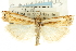  (Crambus cyrilellus - CNCLEP00088716)  @15 [ ] CreativeCommons - Attribution Non-Commercial Share-Alike (2011) Jean-Francois Landry, CNC and Zhaofu Yang, BIO Canadian National Collections