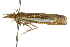  (Crambus johnsoni - CNCLEP00088720)  @12 [ ] CreativeCommons - Attribution Non-Commercial Share-Alike (2011) Jean-Francois Landry, CNC and Zhaofu Yang, BIO Canadian National Collections