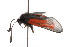  ( - ZZZZMminsar002)  @12 [ ] Copyright (2010) Unspecified Crimea State Medical University