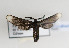  (Pampa n. sp. 3 - PPPam#her#003)  @12 [ ] No Rights Reserved  Unspecified Unspecified