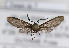  (Pampa sp - PPpam#sp1#003)  @12 [ ] No Rights Reserved  Unspecified Unspecified