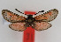  ( - ZZZMbritri001)  @11 [ ] No Rights Reserved  Unspecified Unspecified