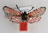  ( - ZZZMmindia002)  @12 [ ] No Rights Reserved  Unspecified Unspecified