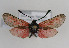  ( - ZZZMmindia005)  @12 [ ] No Rights Reserved  Unspecified Unspecified