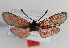  ( - ZZZMminnor003)  @12 [ ] No Rights Reserved  Unspecified Unspecified