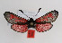  ( - ZZZMminnor004)  @13 [ ] No Rights Reserved  Unspecified Unspecified