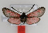  ( - ZZZMminpel001)  @12 [ ] No Rights Reserved  Unspecified Unspecified