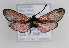  ( - ZZZMminpel005)  @12 [ ] No Rights Reserved  Unspecified Unspecified