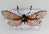  ( - ZZZMminpel006)  @12 [ ] No Rights Reserved  Unspecified Unspecified