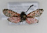  ( - ZZZMminpel007)  @12 [ ] No Rights Reserved  Unspecified Unspecified