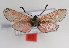  ( - ZZZMminpel008)  @12 [ ] No Rights Reserved  Unspecified Unspecified