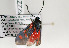  ( - ZZZangher001)  @13 [ ] CreativeCommons - Attribution Non-Commercial Share-Alike (2014) Gerhard Tarmann Tiroler Landesmuseum Ferdinandeum