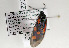  ( - ZZZangher002)  @13 [ ] CreativeCommons - Attribution Non-Commercial Share-Alike (2014) Gerhard Tarmann Tiroler Landesmuseum Ferdinandeum
