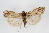  ( - CNCLEP00074391)  @13 [ ] CreativeCommons - Attribution Non-Commercial Share-Alike (2010) Jean-Francois Landry, Canadian National Collections Canadian National Collections