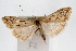  ( - CNCLEP00074392)  @13 [ ] CreativeCommons - Attribution Non-Commercial Share-Alike (2010) Jean-Francois Landry, Canadian National Collections Canadian National Collections