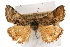  (Loxostege kingi - CNCLEP00074397)  @11 [ ] CreativeCommons - Attribution Non-Commercial Share-Alike (2010) Jean-Francois Landry, Canadian National Collections Canadian National Collections