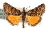 ( - CNCLEP00074399)  @11 [ ] CreativeCommons - Attribution Non-Commercial Share-Alike (2010) Jean-Francois Landry, Canadian National Collections Canadian National Collections