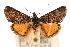  ( - CNCLEP00074400)  @11 [ ] CreativeCommons - Attribution Non-Commercial Share-Alike (2010) Jean-Francois Landry, Canadian National Collections Canadian National Collections