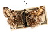  ( - CNCLEP00074401)  @13 [ ] CreativeCommons - Attribution Non-Commercial Share-Alike (2010) Jean-Francois Landry, Canadian National Collections Canadian National Collections