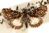 ( - CNCLEP00074403)  @11 [ ] CreativeCommons - Attribution Non-Commercial Share-Alike (2010) Jean-Francois Landry, Canadian National Collections Canadian National Collections