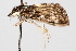  (Loxostege anartalis - CNCLEP00074404)  @14 [ ] CreativeCommons - Attribution Non-Commercial Share-Alike (2010) Jean-Francois Landry, Canadian National Collections Canadian National Collections