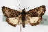  ( - CNCLEP00074405)  @11 [ ] CreativeCommons - Attribution Non-Commercial Share-Alike (2010) Jean-Francois Landry, Canadian National Collections Canadian National Collections