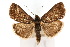  ( - CNCLEP00074415)  @11 [ ] CreativeCommons - Attribution Non-Commercial Share-Alike (2010) Jean-Francois Landry, Canadian National Collections Canadian National Collections