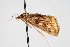  ( - CNCLEP00074416)  @12 [ ] CreativeCommons - Attribution Non-Commercial Share-Alike (2010) Jean-Francois Landry, Canadian National Collections Canadian National Collections