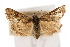  (Loxostege offumalis - CNCLEP00074419)  @13 [ ] CreativeCommons - Attribution Non-Commercial Share-Alike (2010) Jean-Francois Landry, Canadian National Collections Canadian National Collections