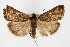  ( - CNCLEP00074421)  @11 [ ] CreativeCommons - Attribution Non-Commercial Share-Alike (2010) Jean-Francois Landry, Canadian National Collections Canadian National Collections