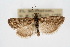  ( - CNCLEP00074427)  @13 [ ] CreativeCommons - Attribution Non-Commercial Share-Alike (2010) Jean-Francois Landry, Canadian National Collections Canadian National Collections