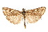  ( - CNCLEP00074430)  @13 [ ] CreativeCommons - Attribution Non-Commercial Share-Alike (2010) Jean-Francois Landry, Canadian National Collections Canadian National Collections