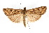  ( - CNCLEP00074431)  @14 [ ] CreativeCommons - Attribution Non-Commercial Share-Alike (2010) Jean-Francois Landry, Canadian National Collections Canadian National Collections