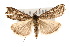  ( - CNCLEP00074433)  @14 [ ] CreativeCommons - Attribution Non-Commercial Share-Alike (2010) Jean-Francois Landry, Canadian National Collections Canadian National Collections
