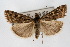  ( - CNCLEP00074434)  @14 [ ] CreativeCommons - Attribution Non-Commercial Share-Alike (2010) Jean-Francois Landry, Canadian National Collections Canadian National Collections