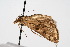  ( - CNCLEP00074435)  @12 [ ] CreativeCommons - Attribution Non-Commercial Share-Alike (2010) Jean-Francois Landry, Canadian National Collections Canadian National Collections
