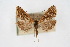  ( - CNCLEP00074439)  @11 [ ] CreativeCommons - Attribution Non-Commercial Share-Alike (2010) Jean-Francois Landry, Canadian National Collections Canadian National Collections